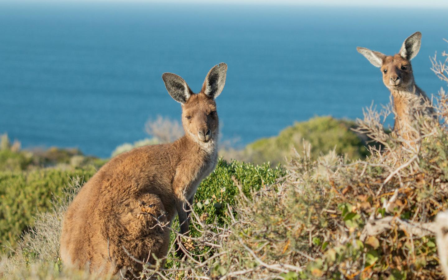 Des kangourous proche du phare de Cape Spencer dans le parc national Innes, Peninsule Yorke, Australie-Méridionale.