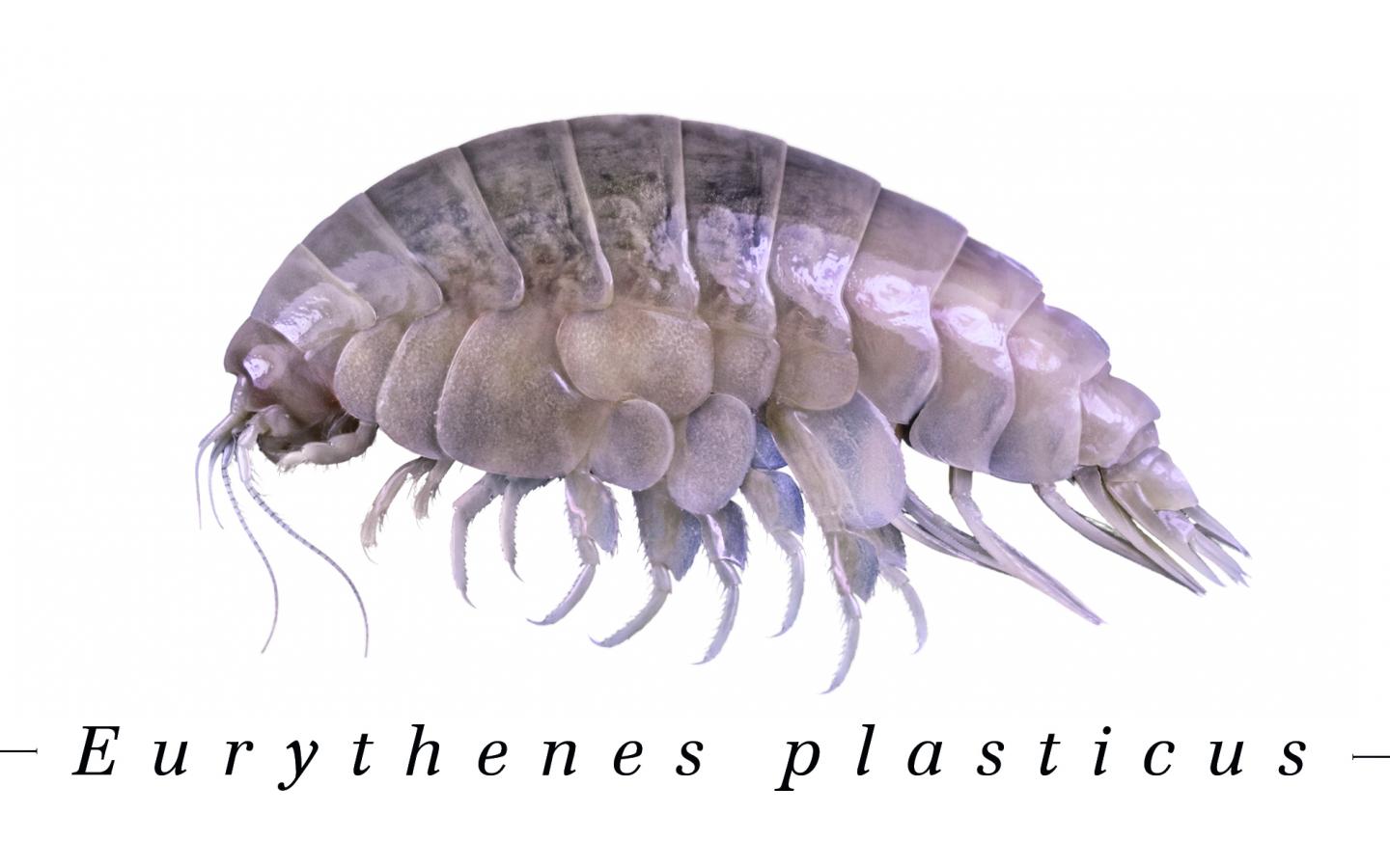 Nouvelle espèce découverte : Eurythenes Plasticus