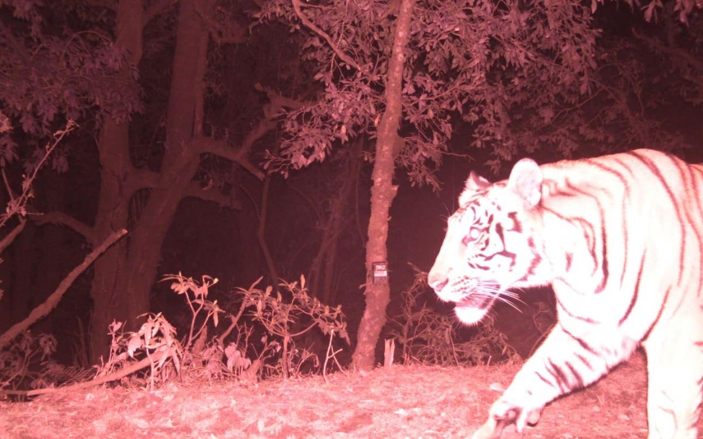 Tigre pris par un piège photographique