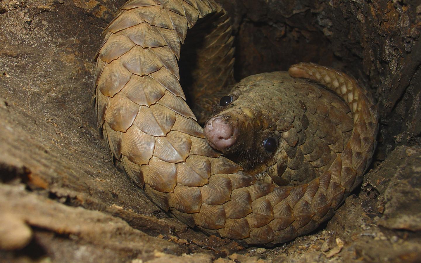 Un pangolin (Phataginus tricuspis) se repose dans un arbre creux en journée dans le parc national Odzala-Kokoua, Cuvette, RDC.