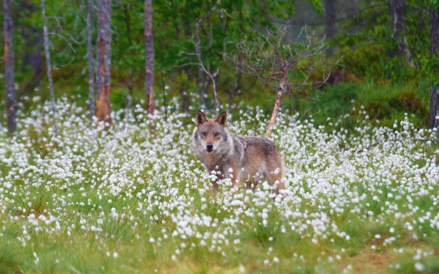 Le loup, ni ange ni démon