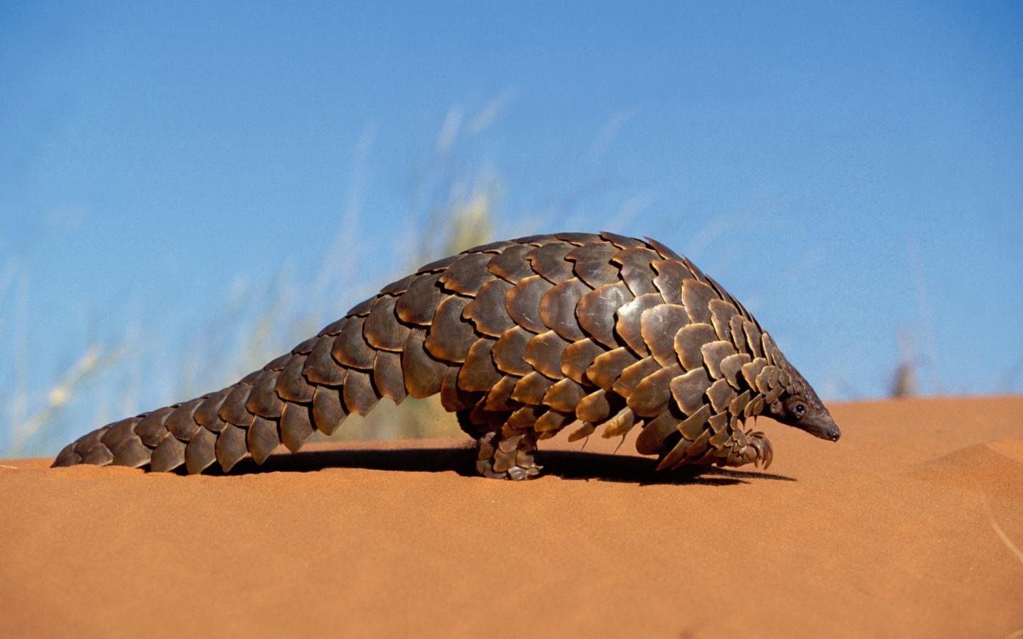 Pangolin qui marche