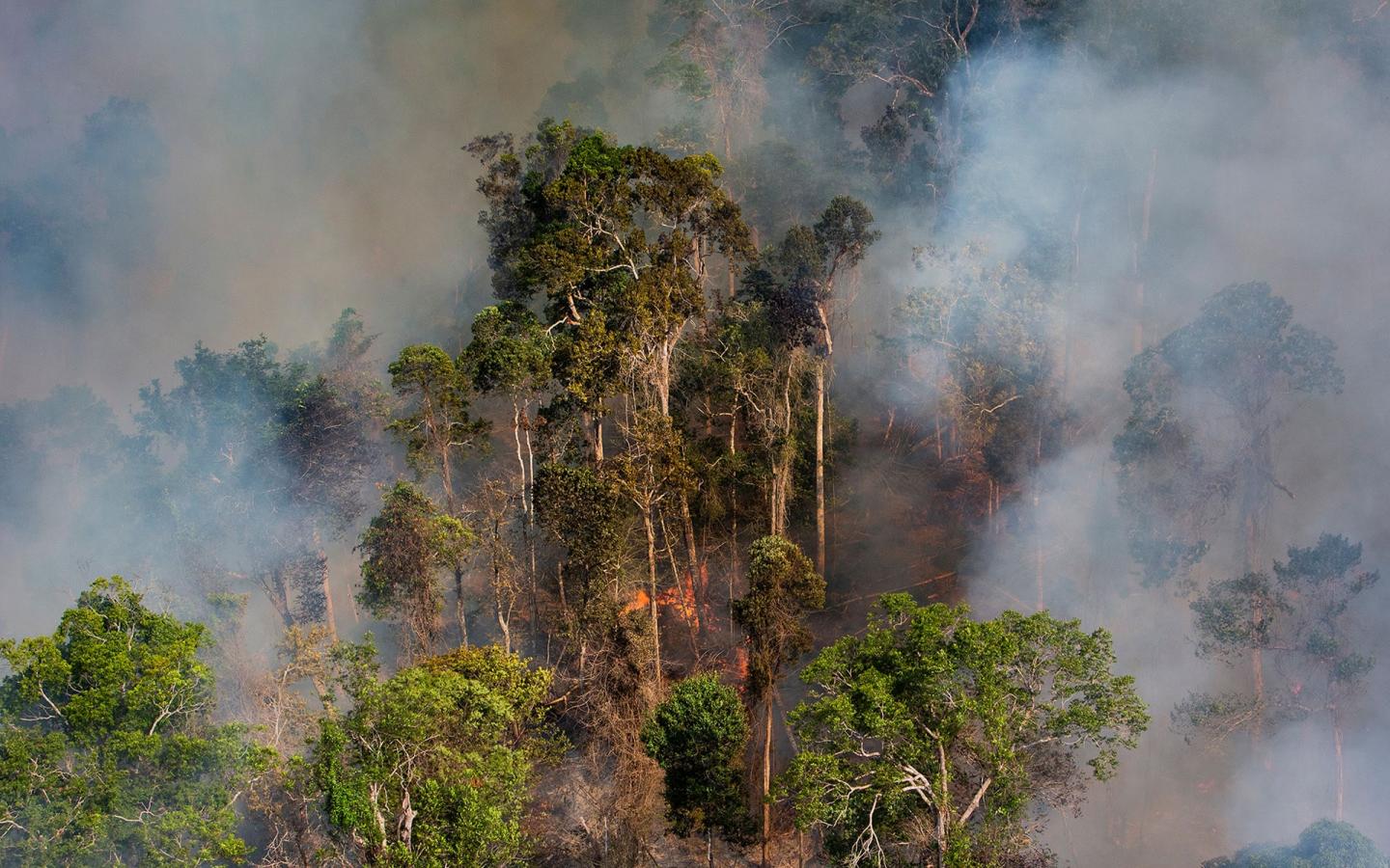 Incendie dans la forêt amazonienne entre les régions du Para et du Mato Grosso, Brésil