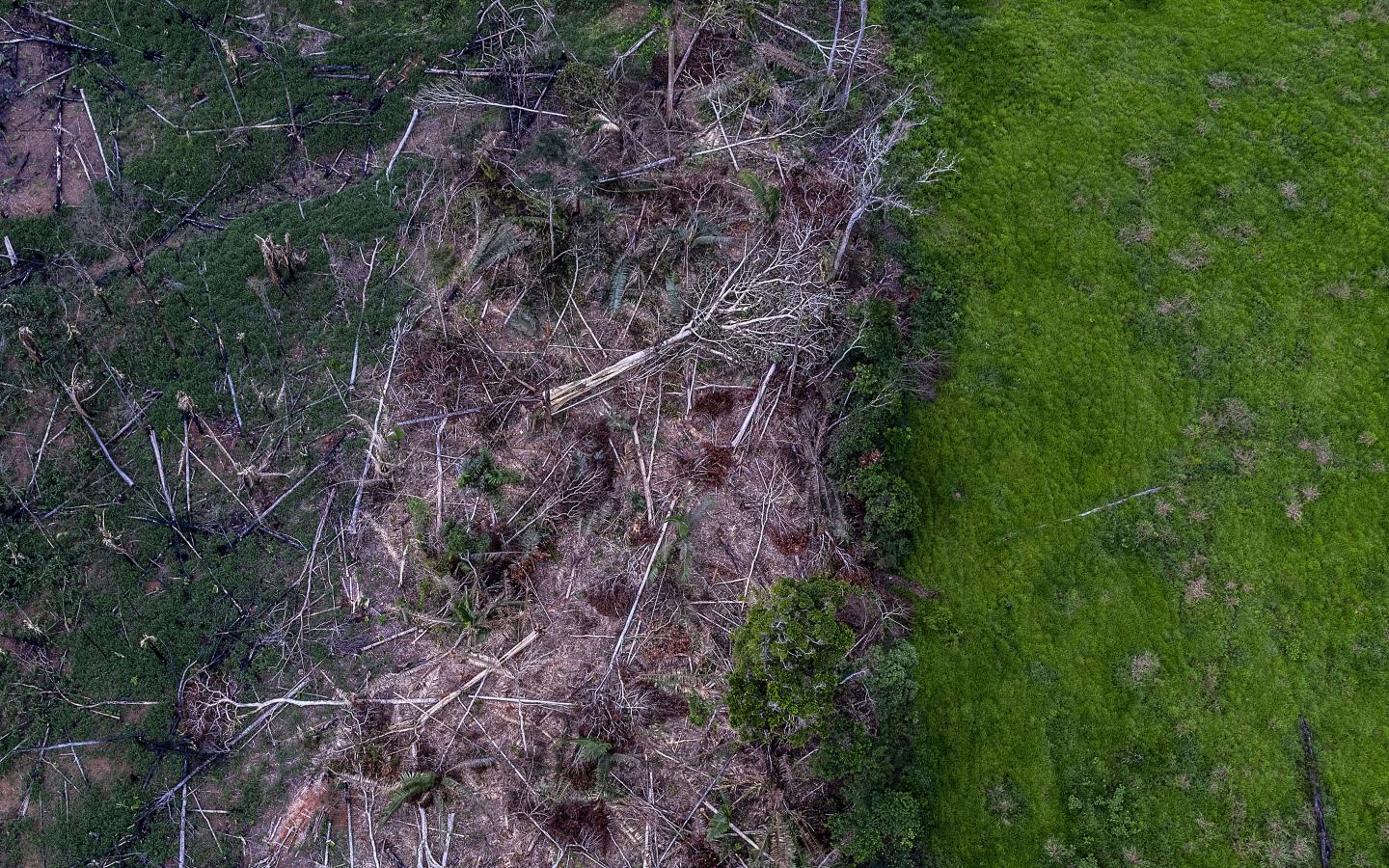 Déforestation illégale en Amazonie proche du territoire des indigènes Uru-Eu-Wau-Wau