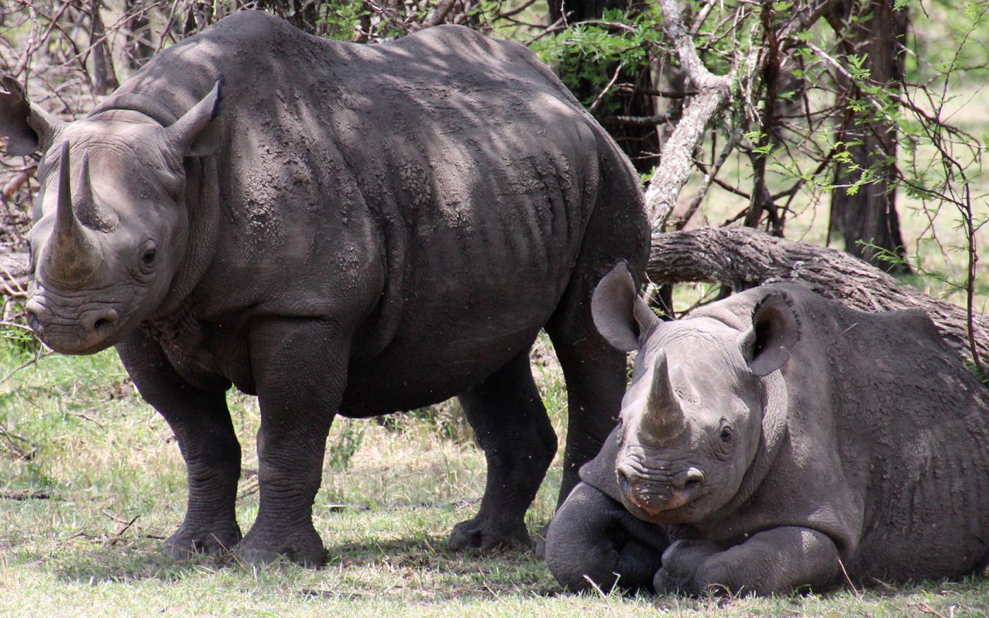 Deux rhinocéros noir (Diceros bicornis), région du Serengeti et de la rivière Mara, Tanzanie, Afrique