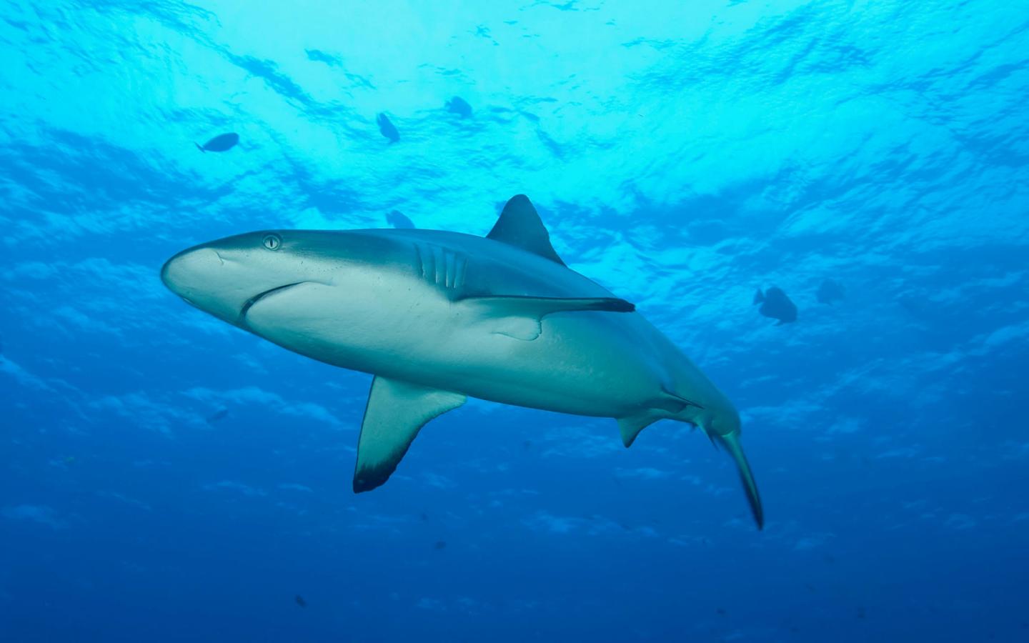Requin gris (Carcharhinus amblyrhynchos), Nouvelle Bretagne, Papouasie Nouvelle Guinée.