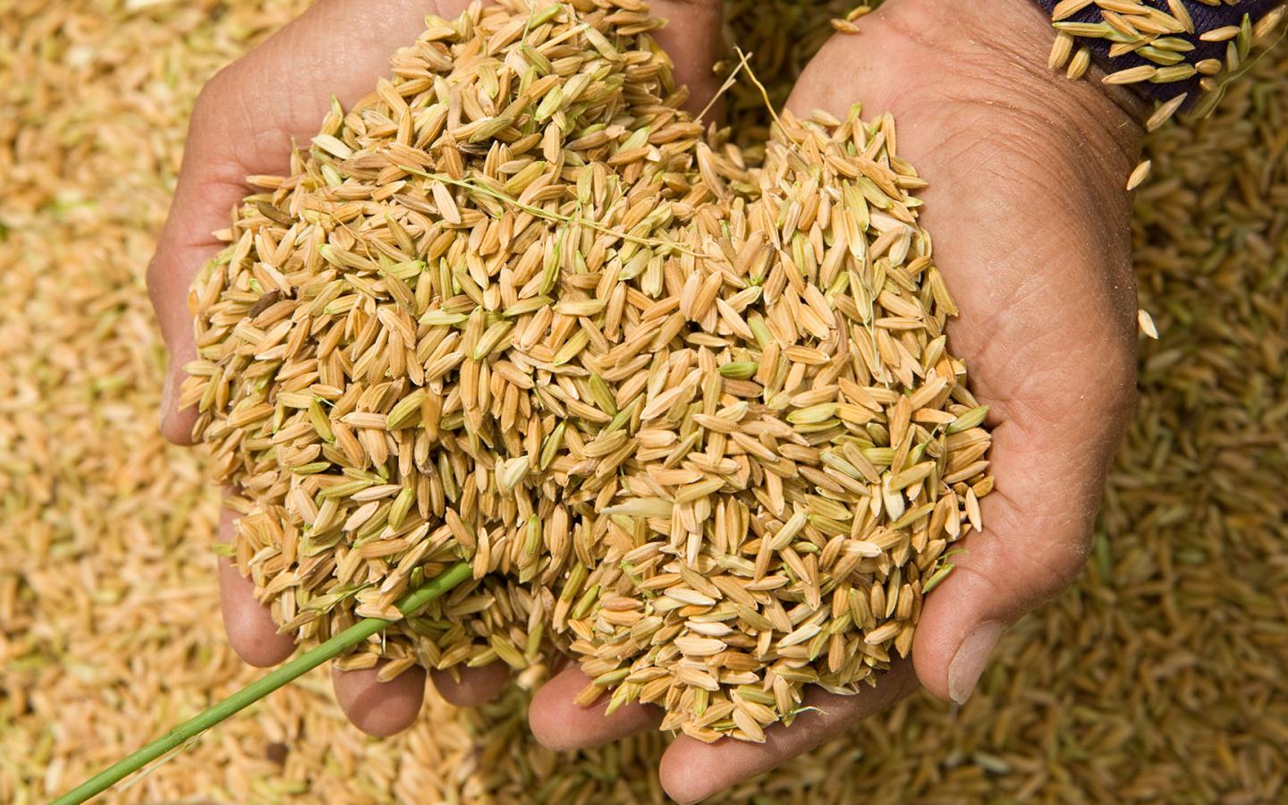 Riz fraîchement battu, prêt à être mis en sac et amené dans une zone de broyage pour en retirer les balles, Camarines Sur, Bicol, Philippines.