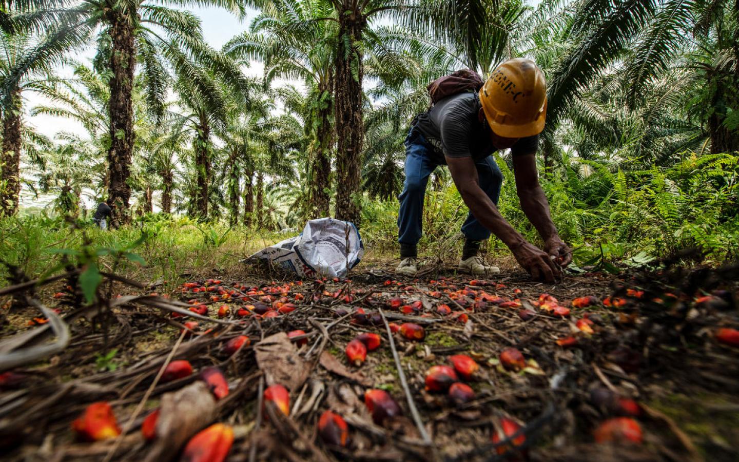 Dale Bacho, ouvrier dans une plantation de palmiers à huile, récolte les fruits du palmier à huile qui sont tombés à Sabah Softwoods, dans l'État de Sabah, à Bornéo, le 28 mars 2019.