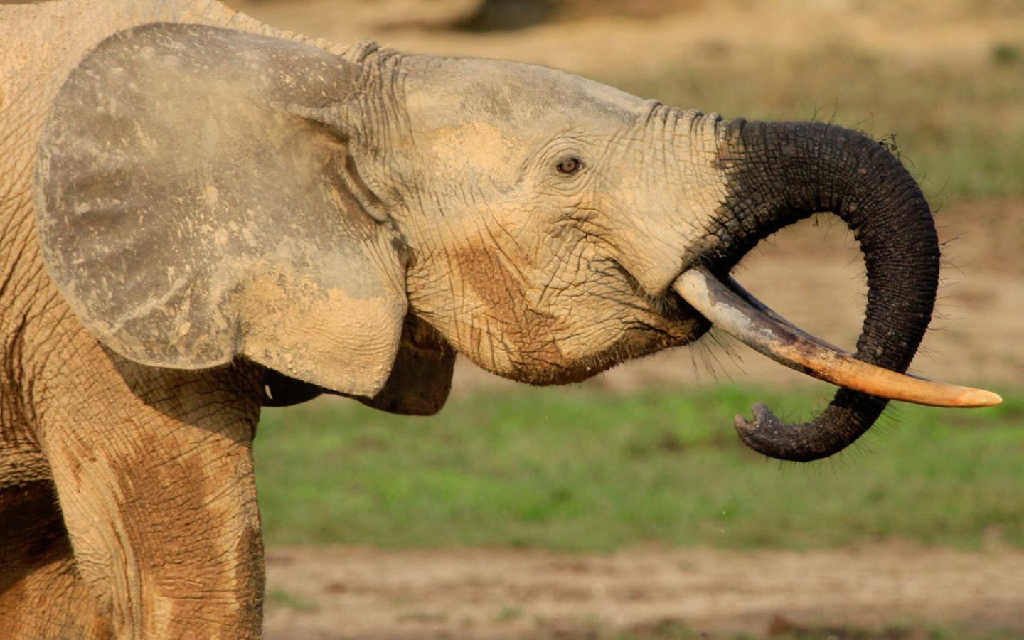 Un éléphant des forêts (Loxodonta cyclotis) s'abreuve.