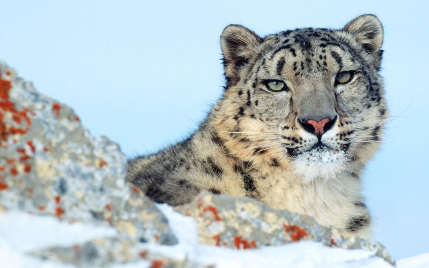 Un léopard des neiges (Panthera uncia) regarde l'objectif.