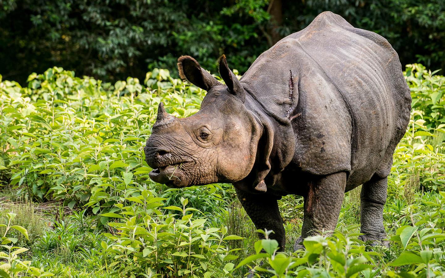 Un rhinocéros du Népal (Rhinoceros unicornis) dans une forêt.