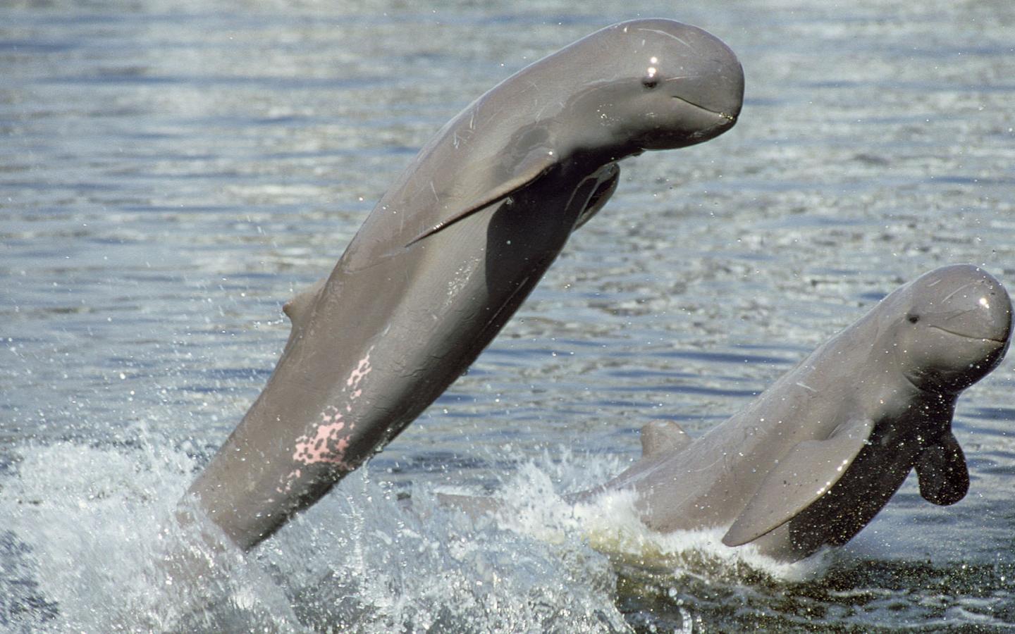 Deux dauphins d'Irrawaddy (Orcaella brevirostris) sautent hors de l'eau.