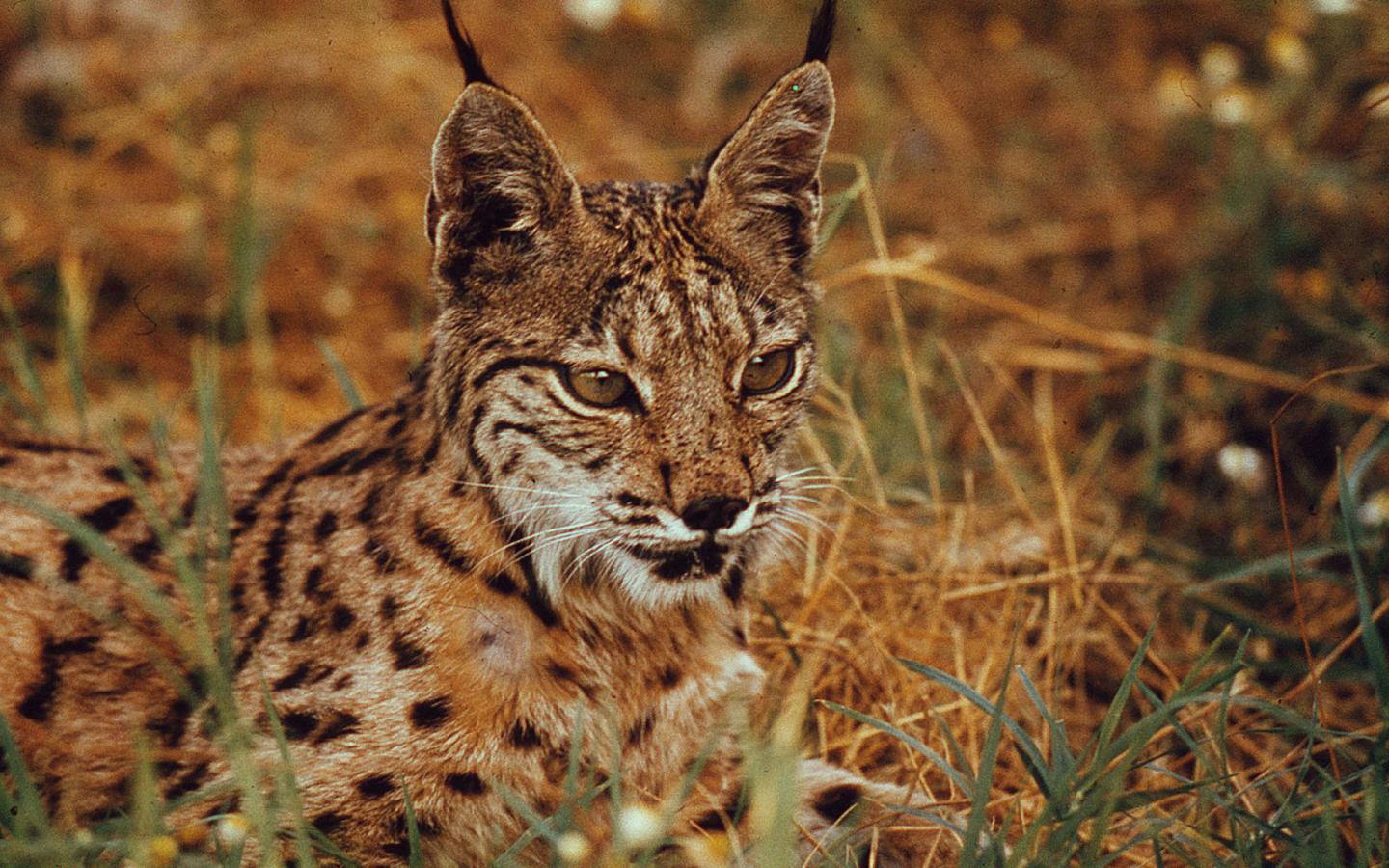 Un lynx ibérique (Lynx pardinus) est posé dans l'herbe.