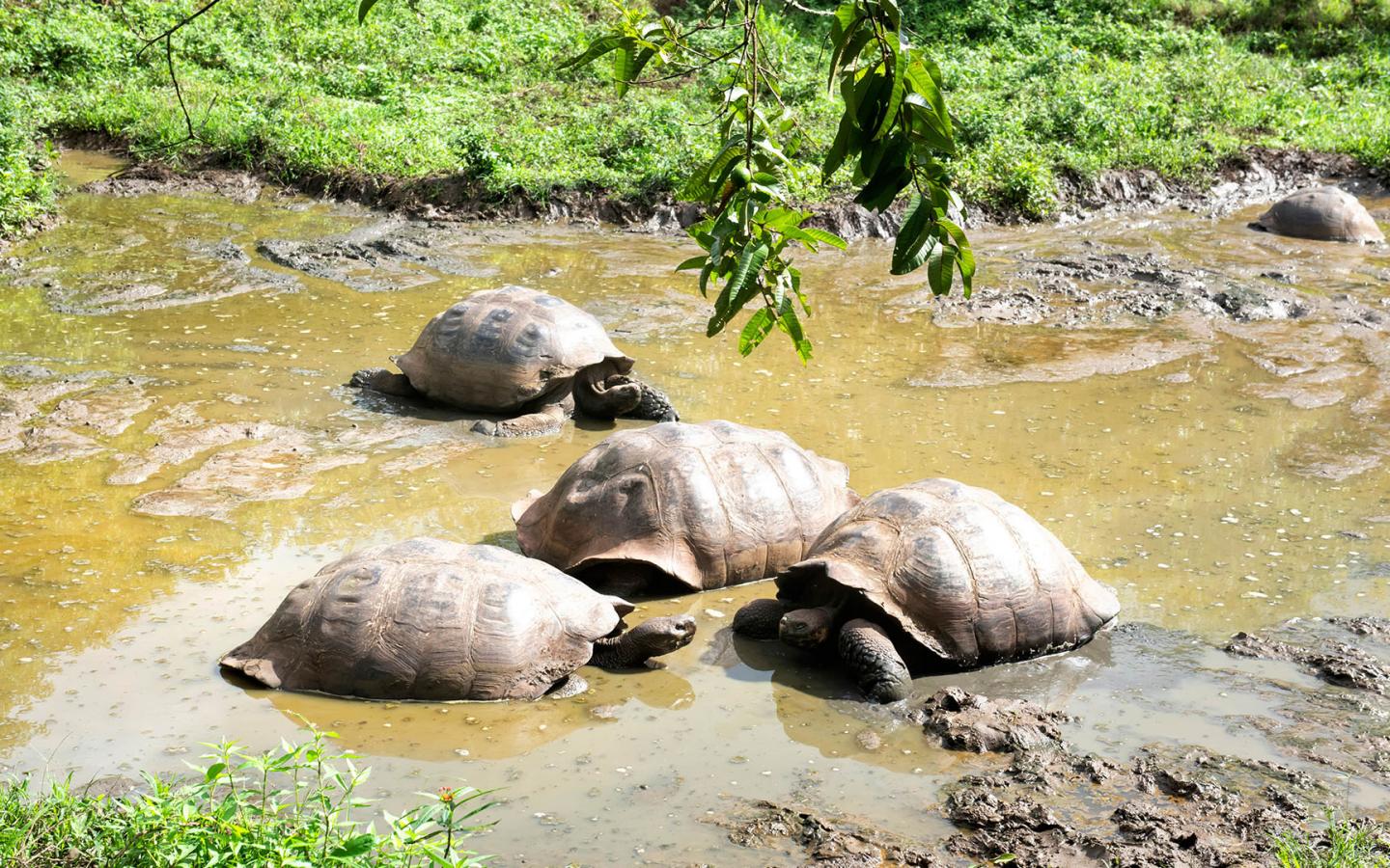 Des bébé tortues géantes (Chelonoidis nigra) dans un marécage.