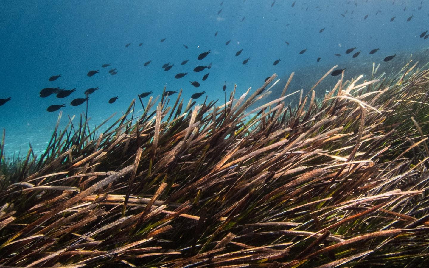 Des poissons nagent au dessus d'un herbier de posidonie (Posidonia oceanica) en mer Méditerranée