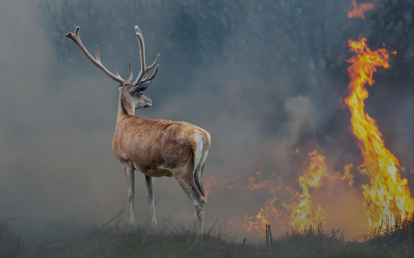 Un cervidé face aux flammes en Turquie