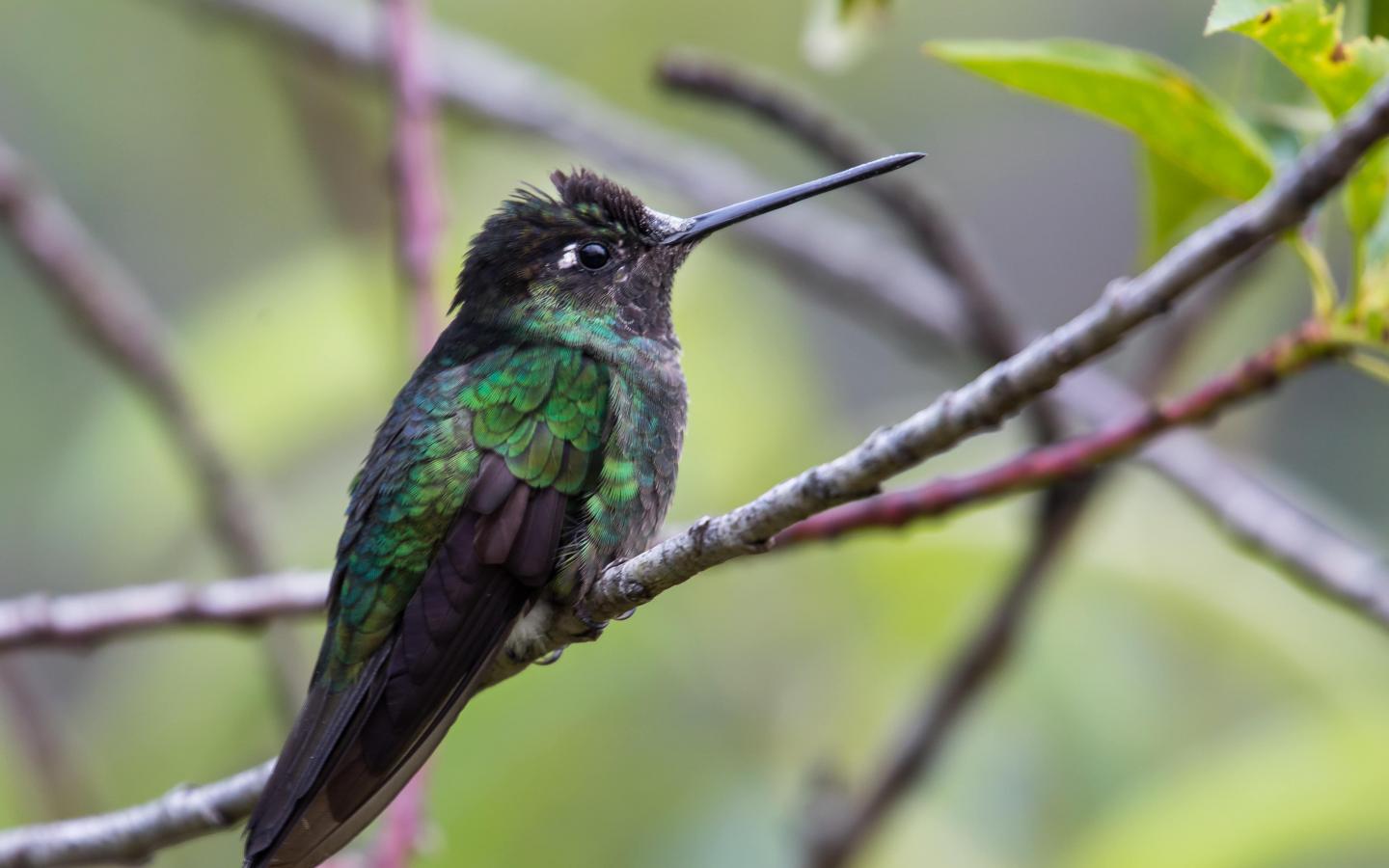 Un colibri posé sur une branche