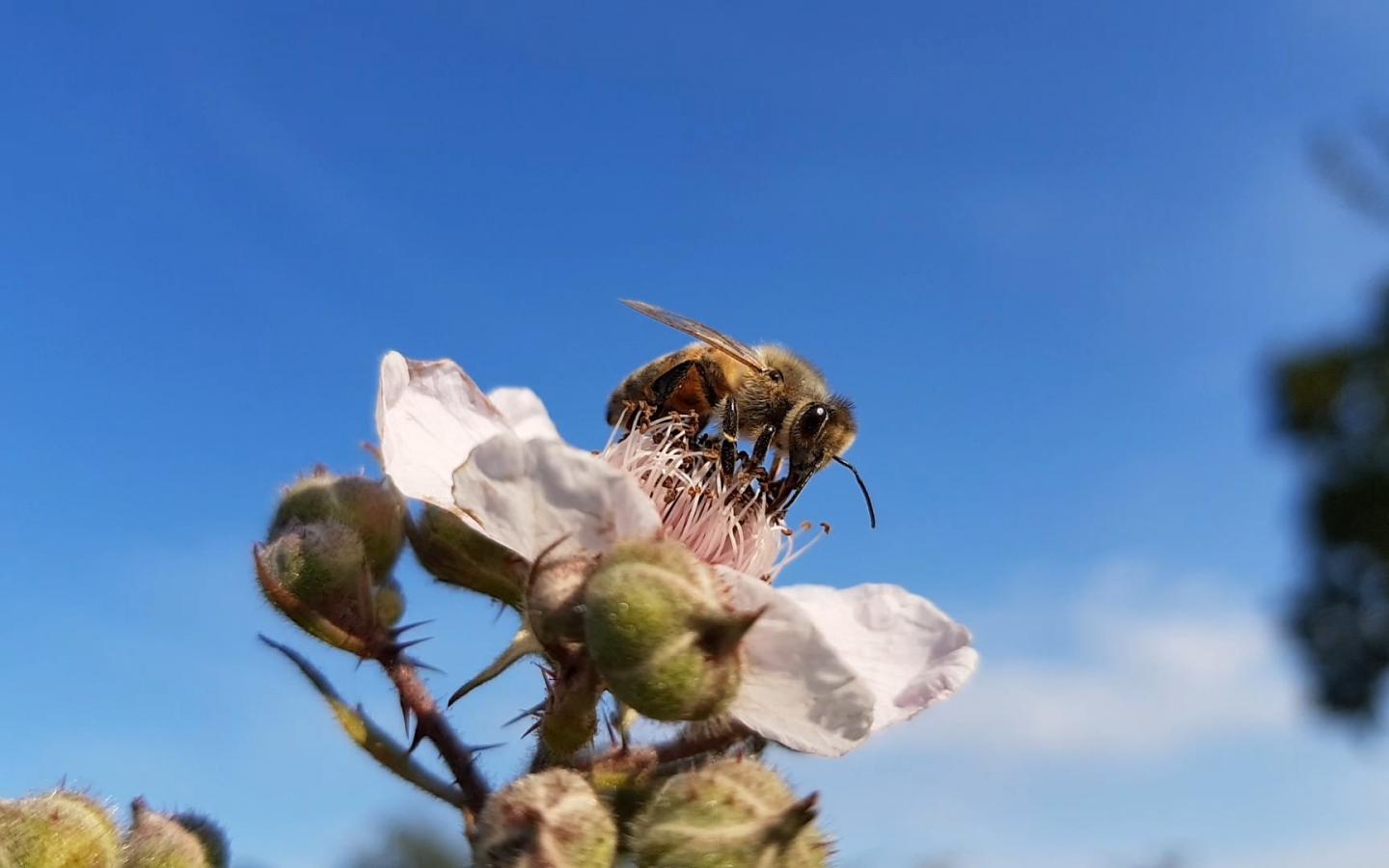Abeille à miel de l'Ouest (Apis mellifera), Pays Bas
