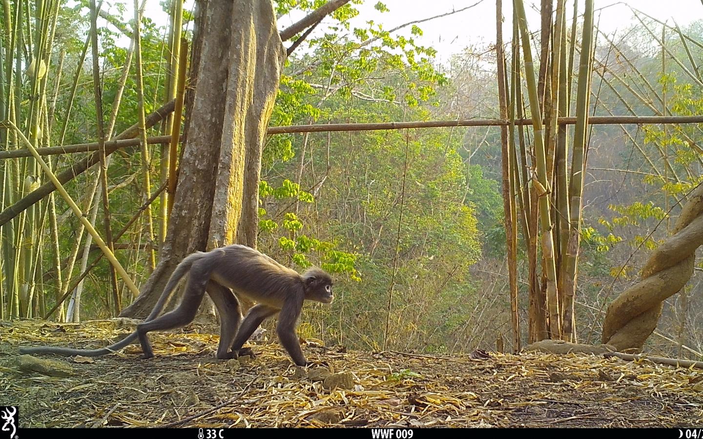 Trachypithecus popa