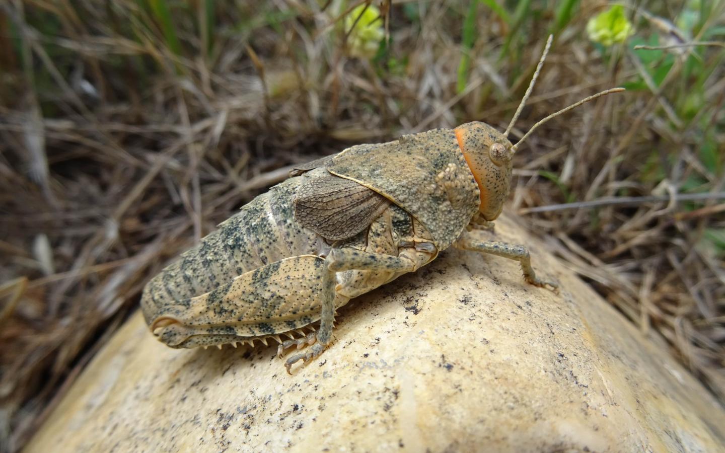 Priontropis rhodanica
