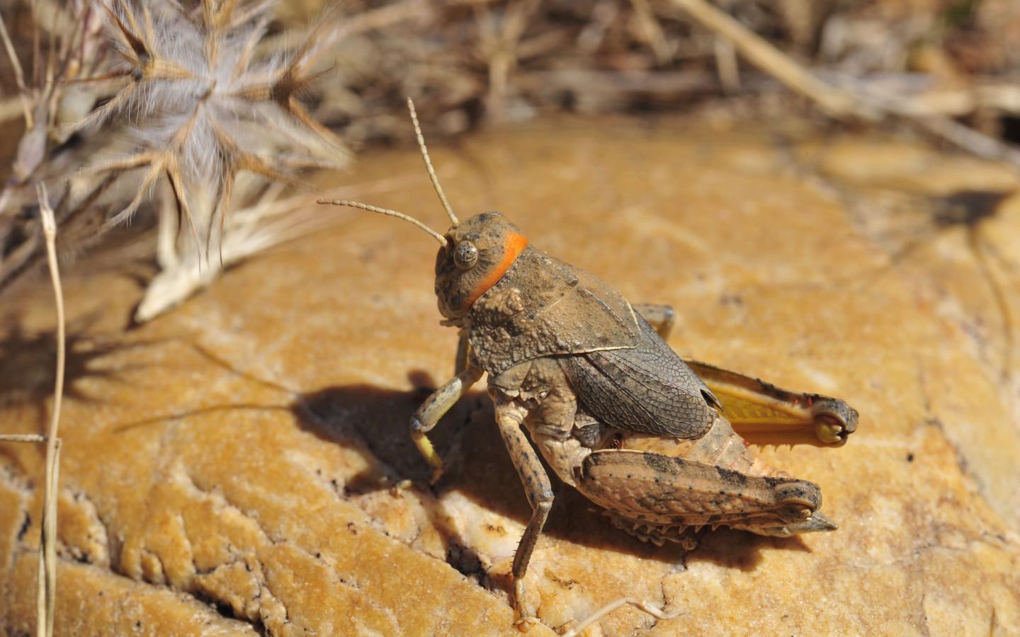 Priontropis rhodanica