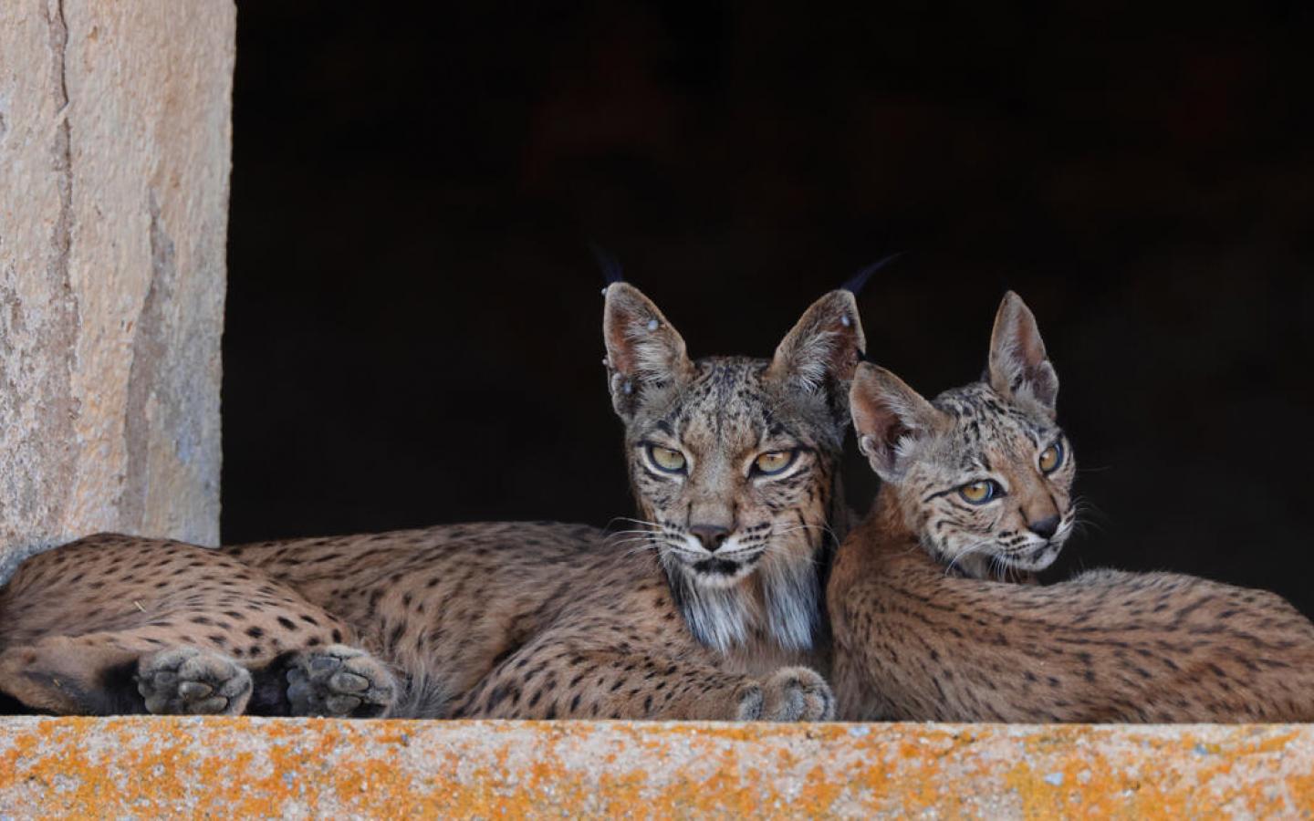 Lynx pardinus