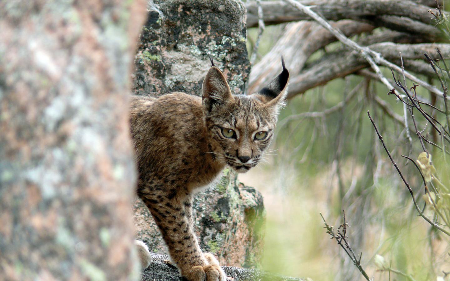 Lynx pardinus