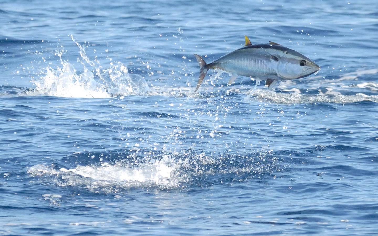 Thunnus thynnus