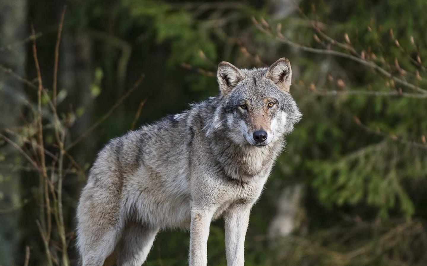 Canis lupus