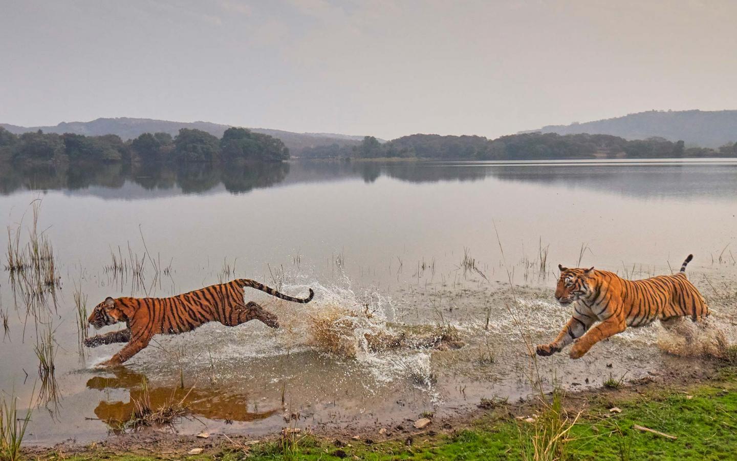 Panthera tigris