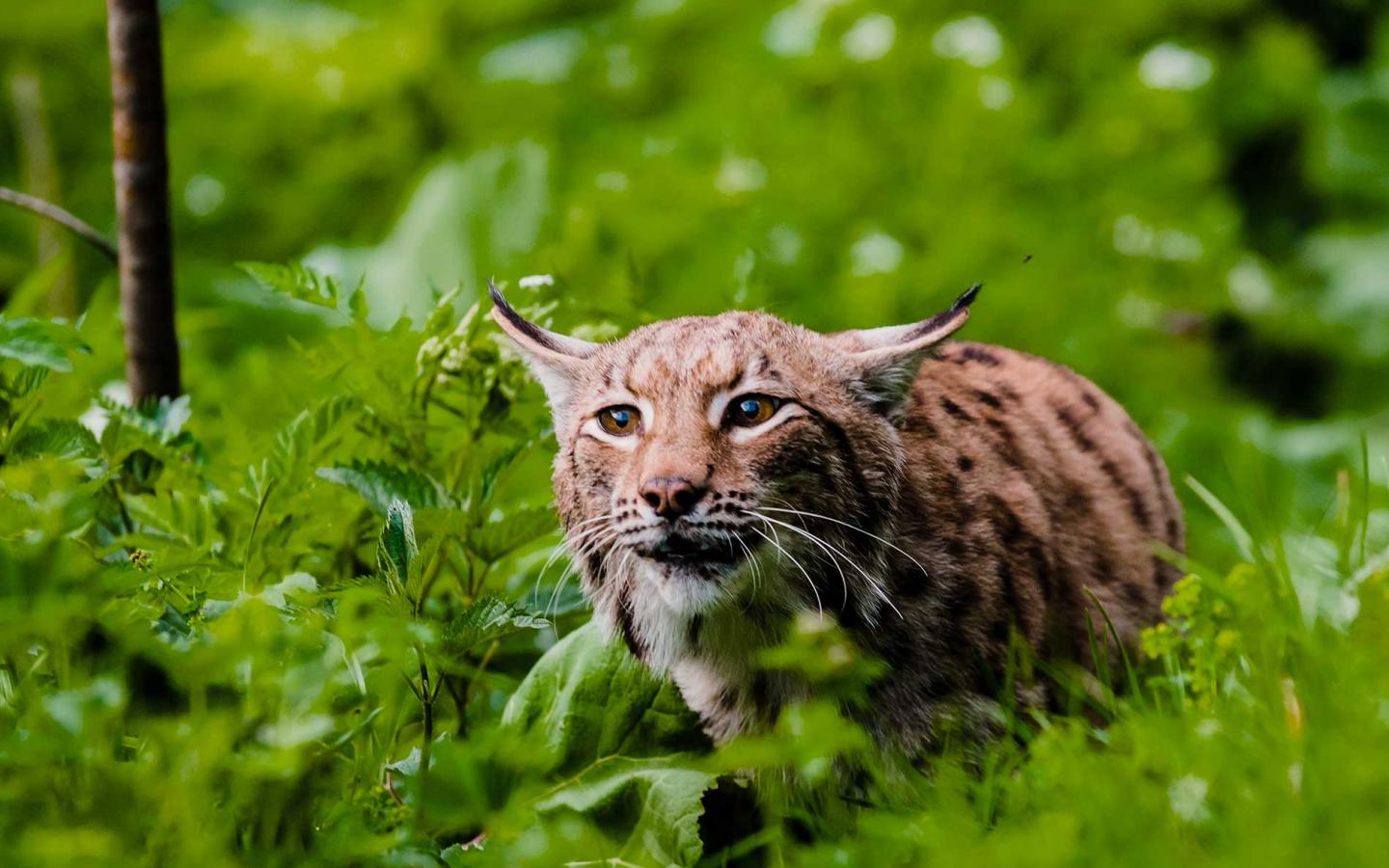 Lynx Lynx