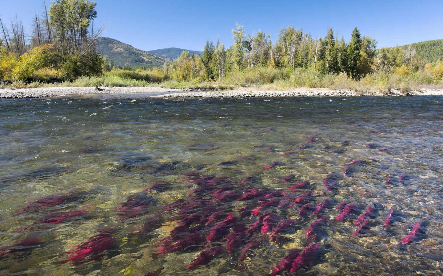 Au Canada, le saumon retrouve son chemin