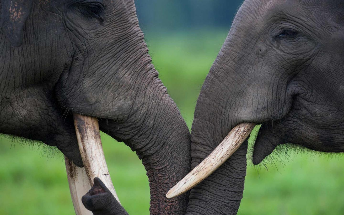 Eléphants d'Asie