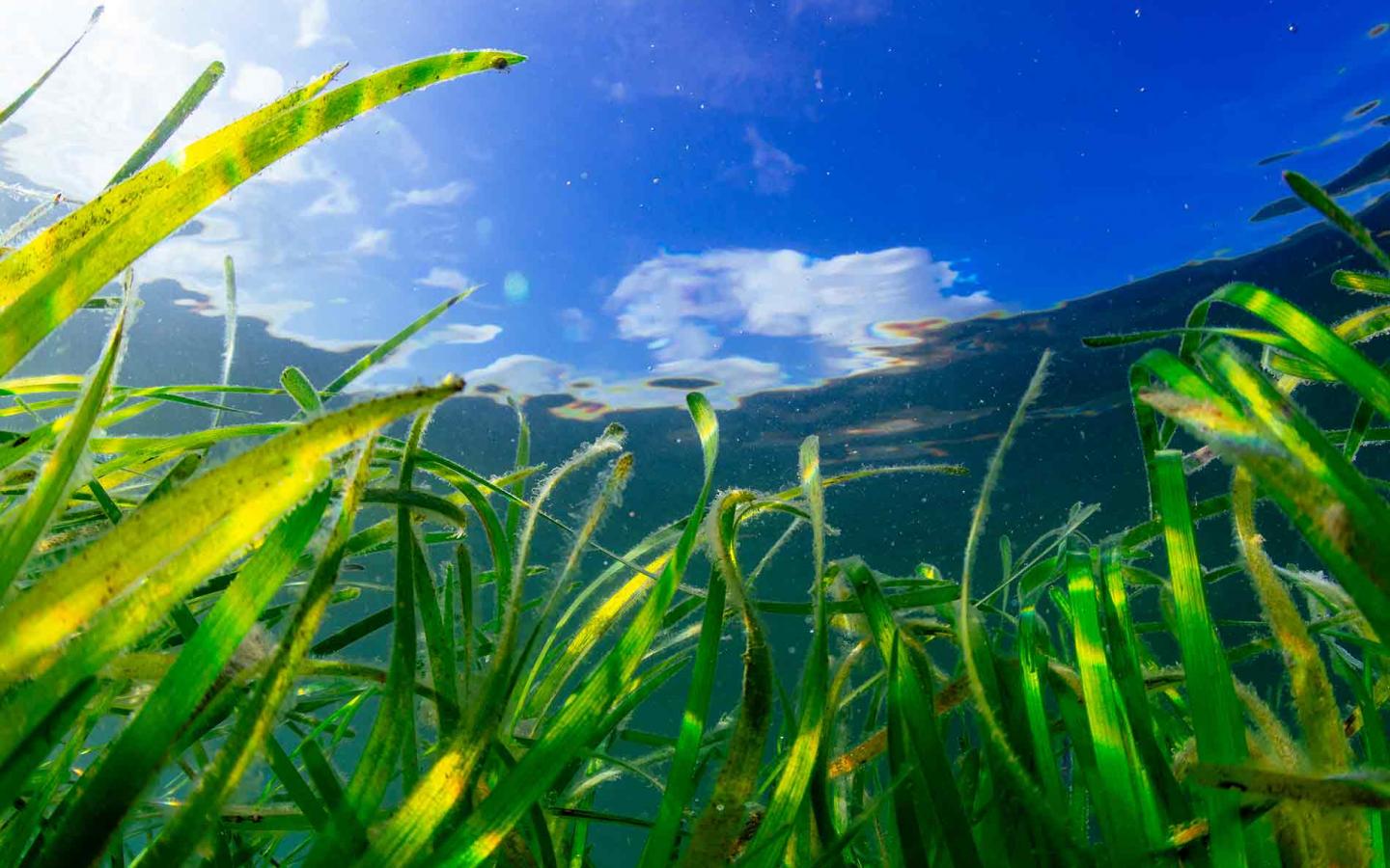 Herbiers sous-marins