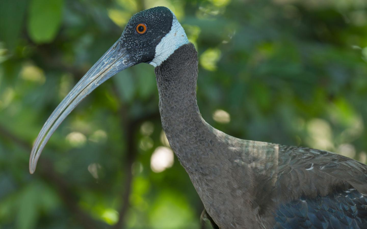 Ibis de Davison