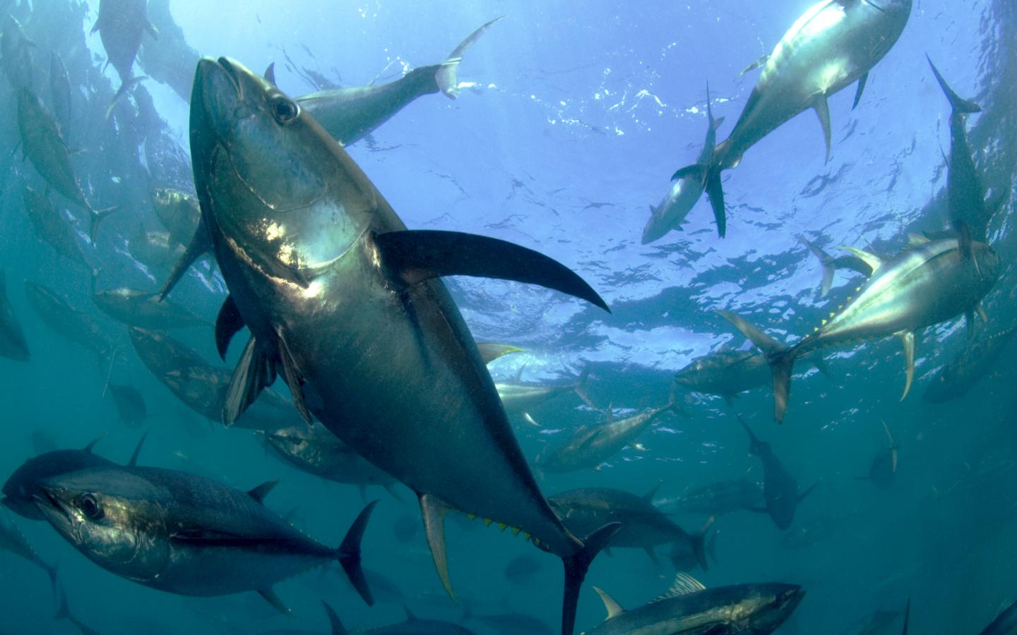 Mieux réglementer la pêche du thon/ WWF France
