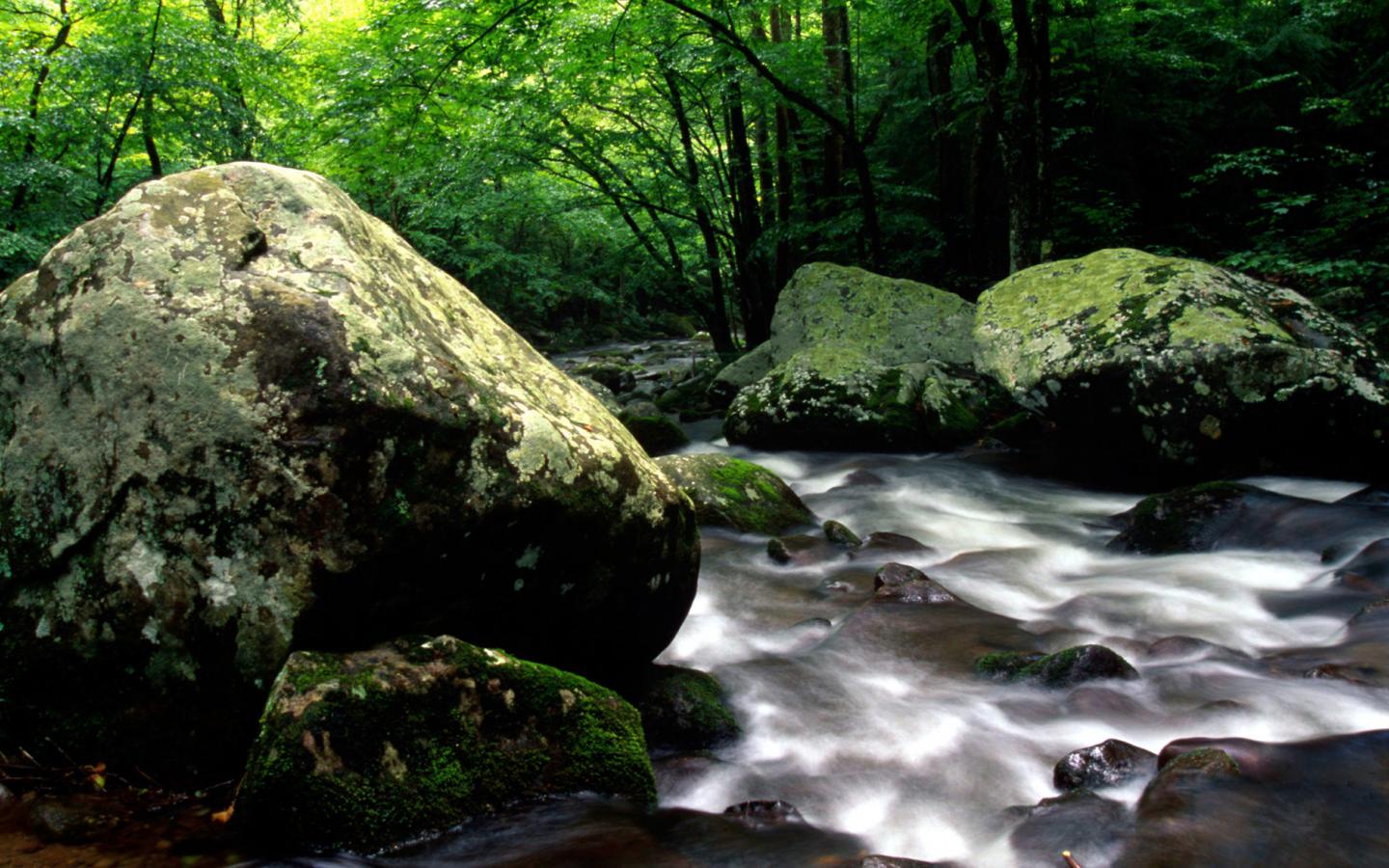 Parc national des Great Smoky Mountains, Tennessee