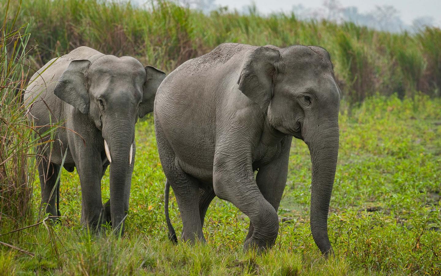 De la confrontation à la cohabitation - des elephants d'asie se baladent