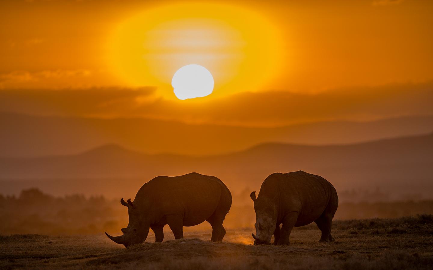Effet panda - White rhinocéros