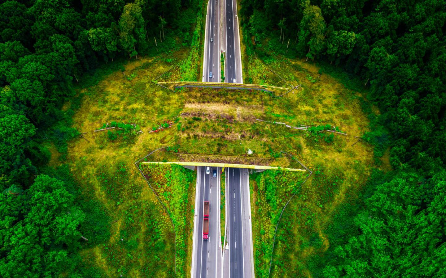 SUV - Pont pour animaux au dessus d'une autoroute