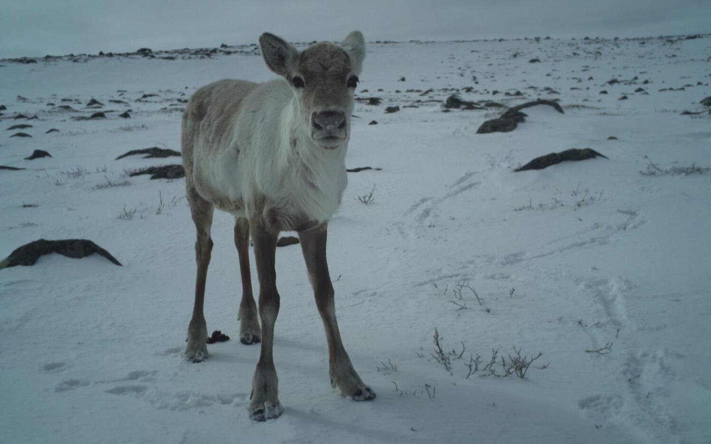 bébé caribou