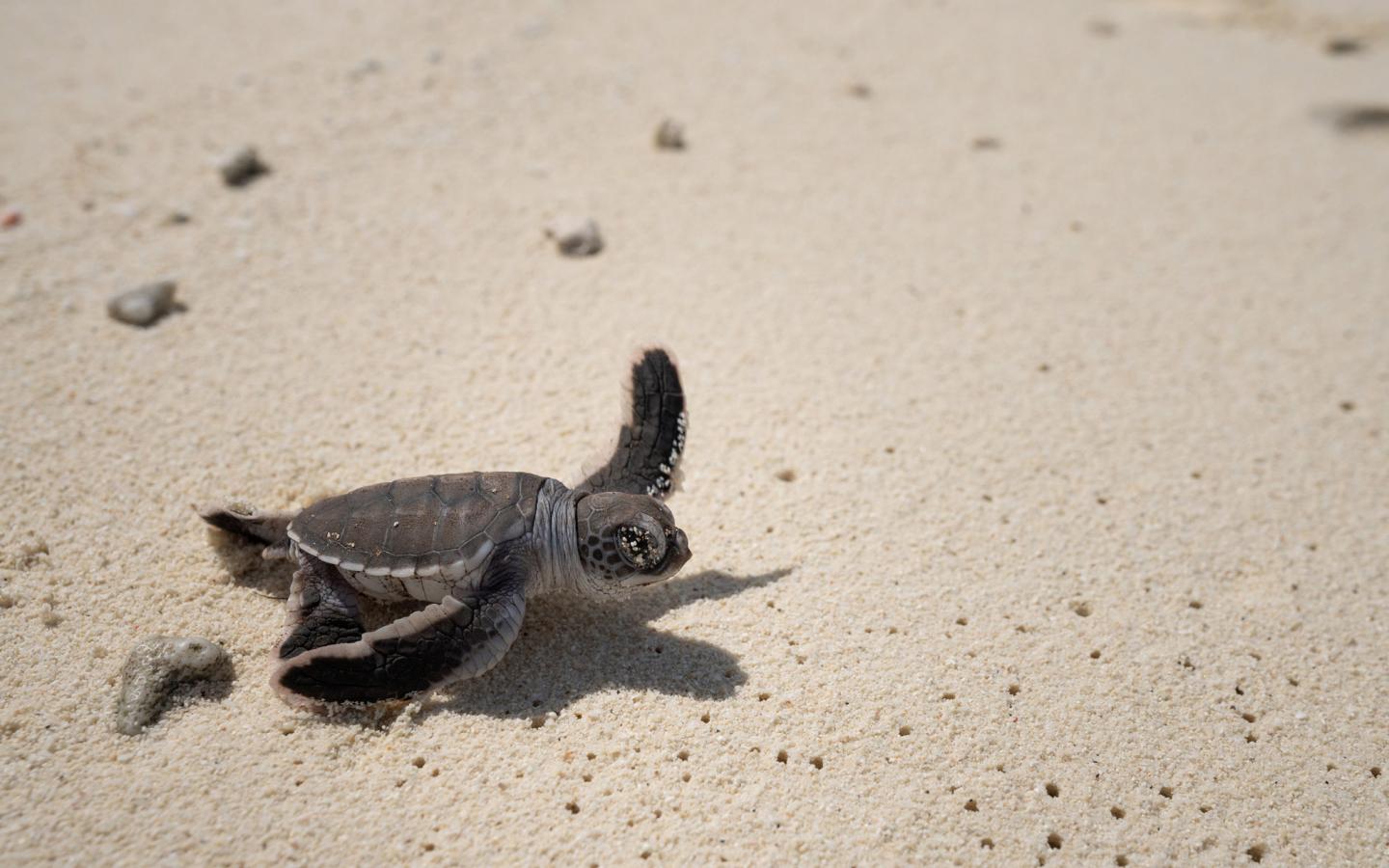 bébé tortue Nouvelle-Calédonie