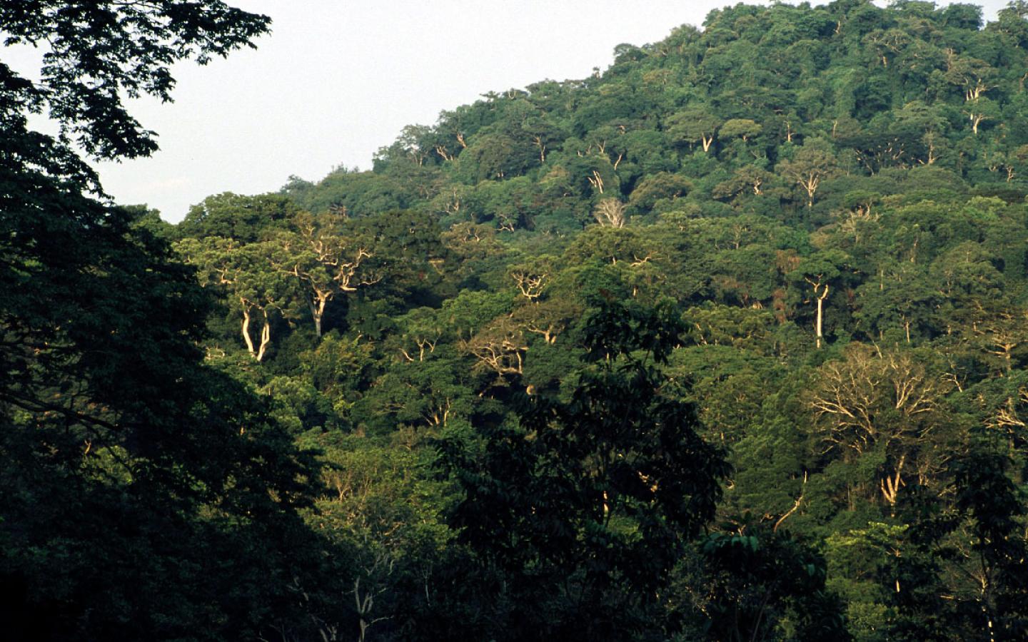 Forêt-bassin-Congo