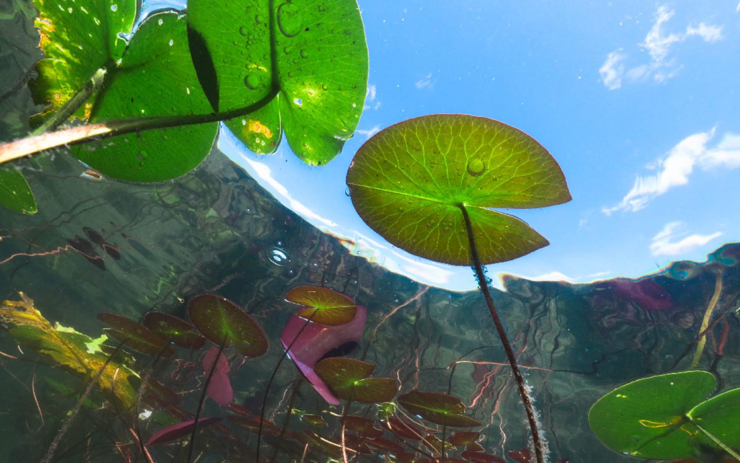 Nénuphar-Eau-Douce-WWF