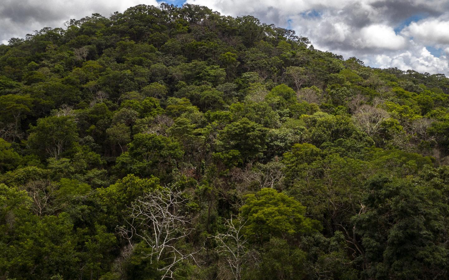 la-forêt-sèche-de-la-Chiquitanía