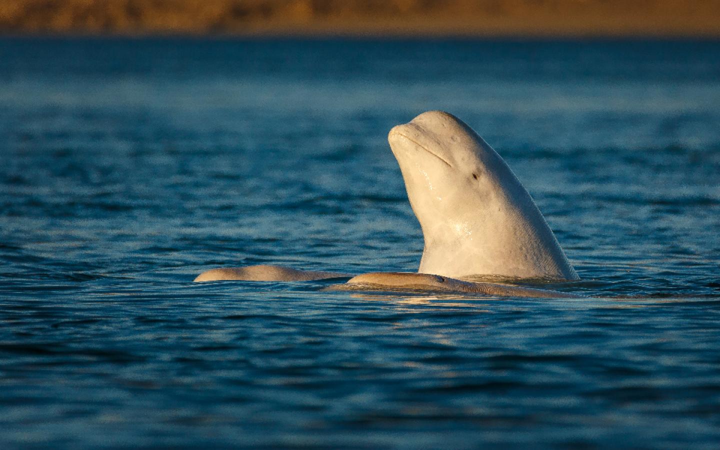 Beluga face au couché de soleil