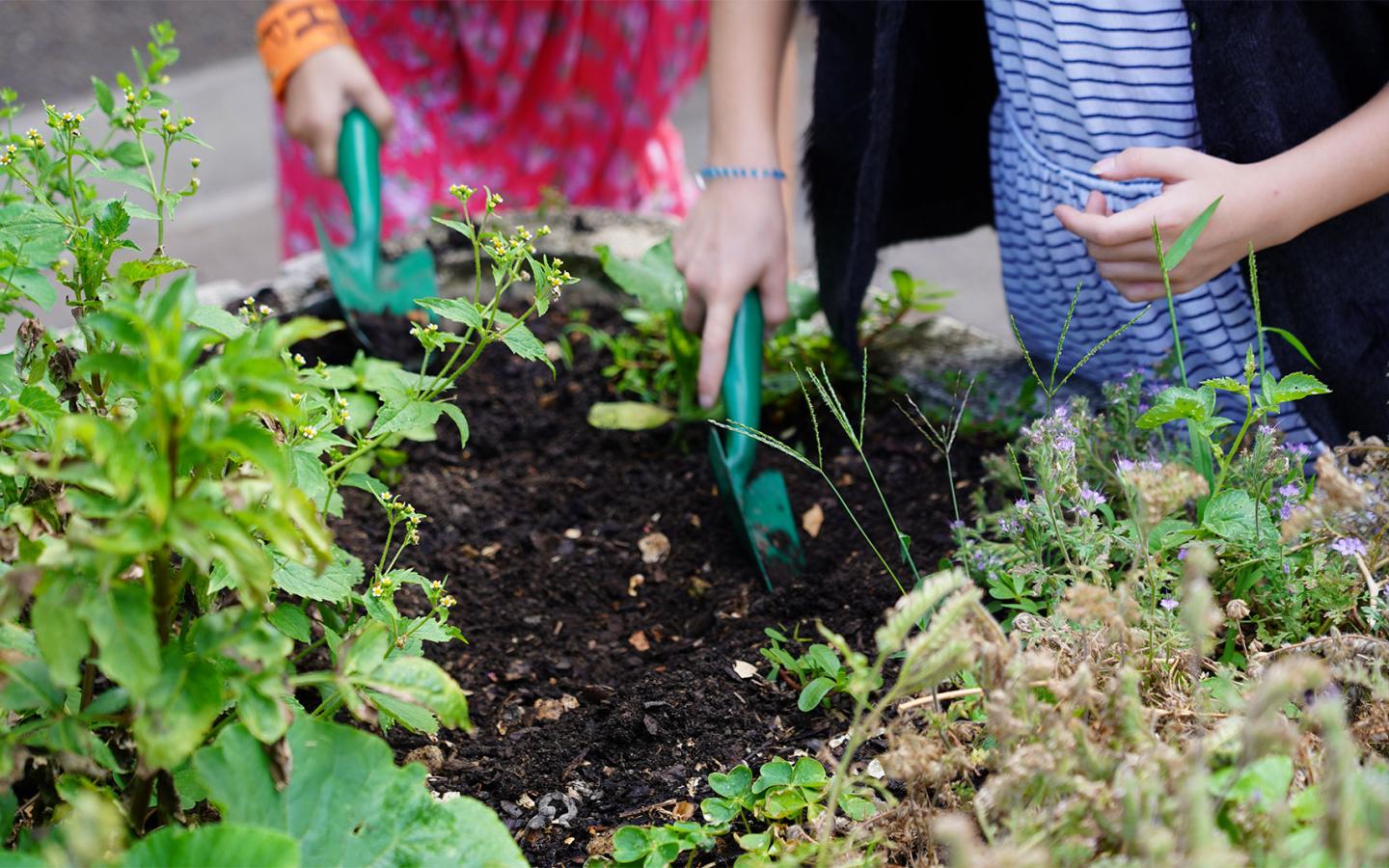 Enfants qui cultivent un potager