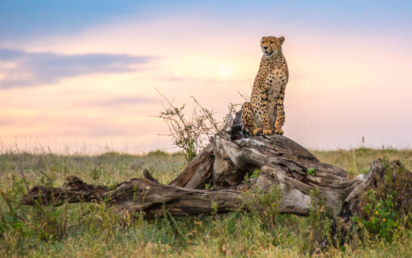 Guépard sur un tronc d'arbre