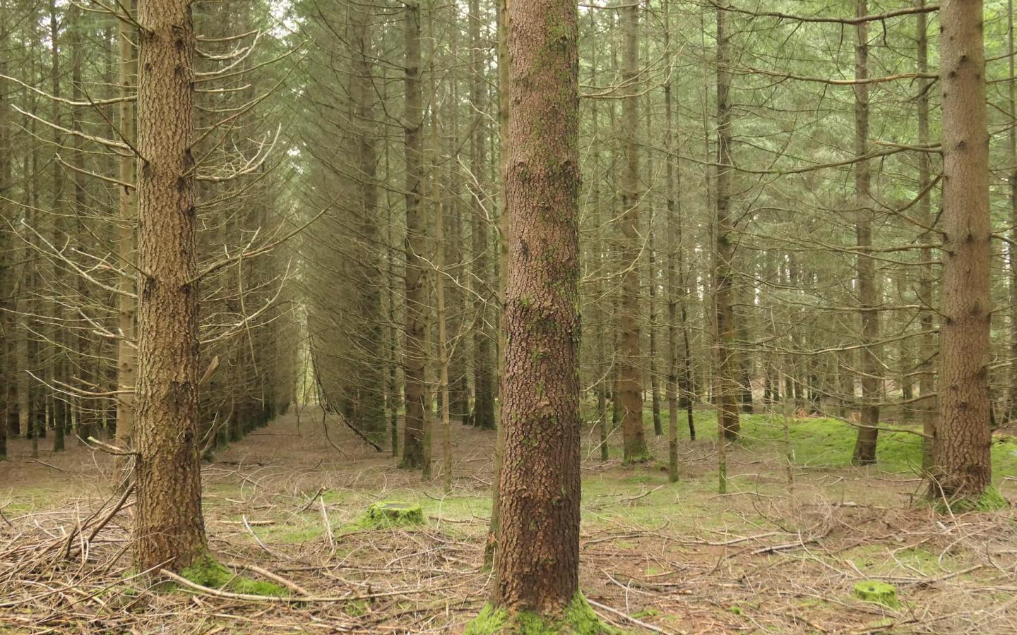 Monoculture forêt