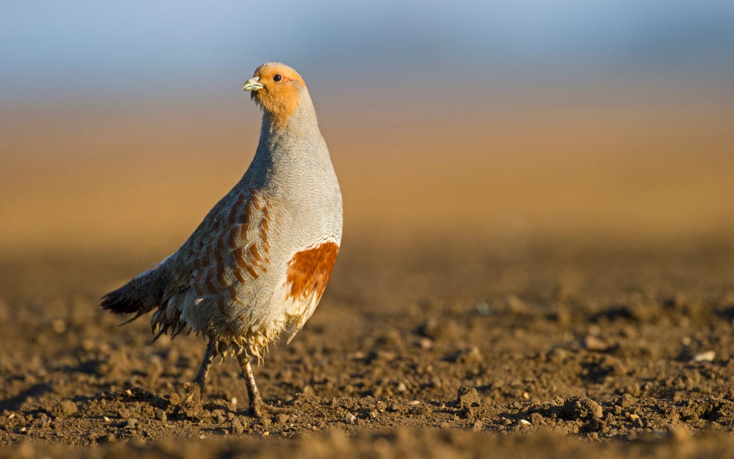 Perdrix grise (Perdix perdix) sur un champ nu